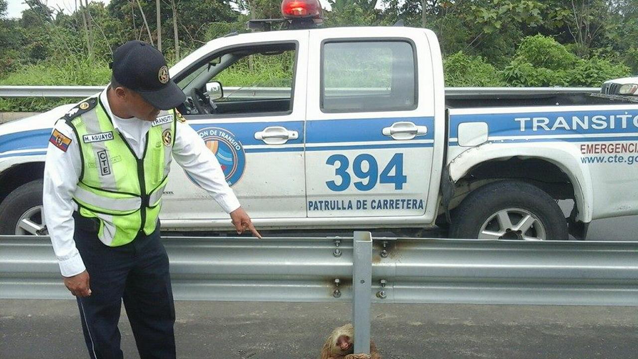 Kungkang terjebak di tengah jalan-01