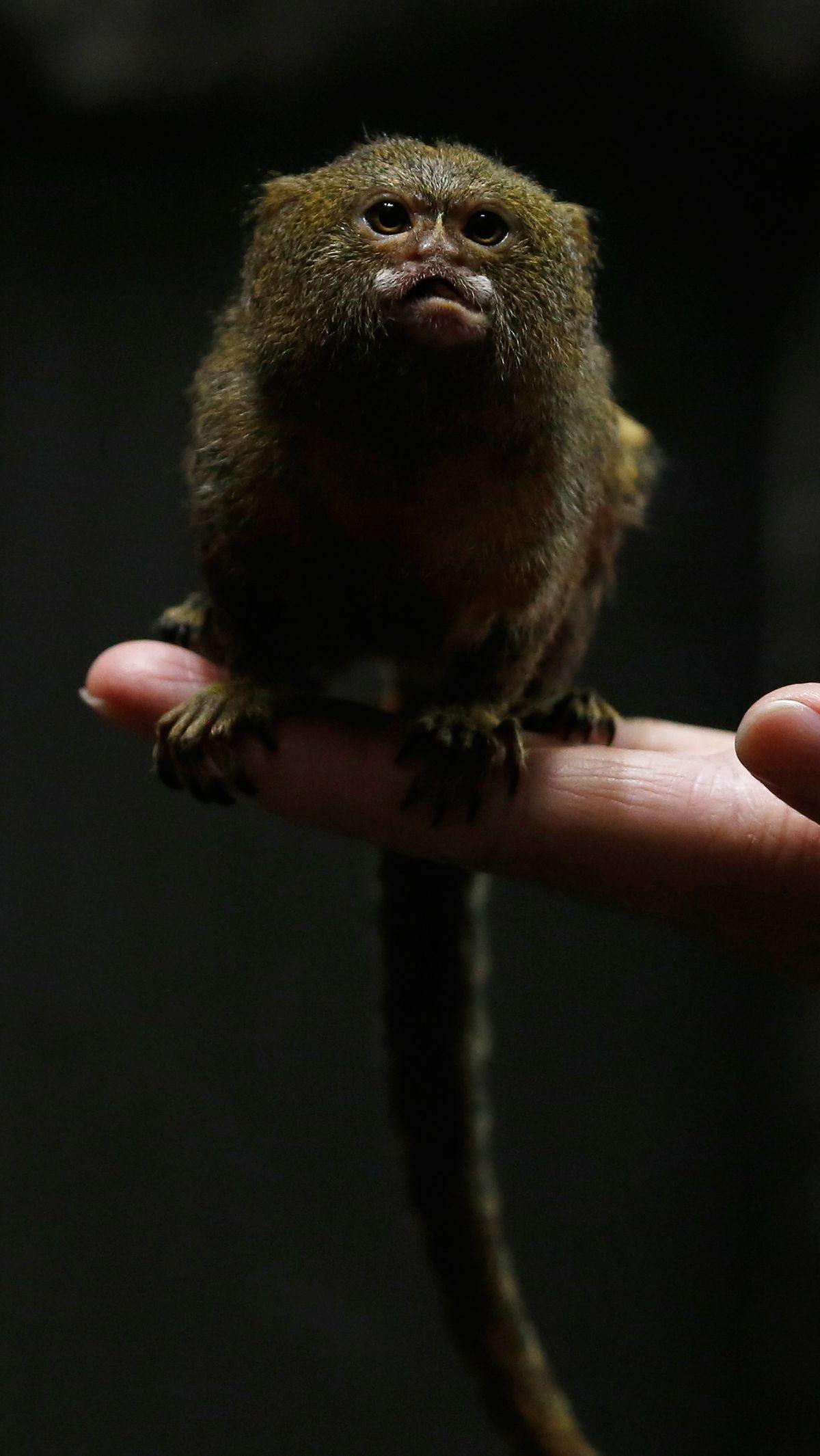 2. Marmoset Kerdil Roosmalens<br>