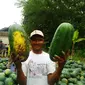 Seorang petani menunjukkan buah semangka berbentuk panjang yang diberi nama Inul. (Liputan6.com/Felek Wahyu)