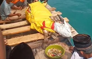 Di Tengah Pencarian Jurnalis Hilang Kontak, Kerbau Dilarung ke Selat Sunda