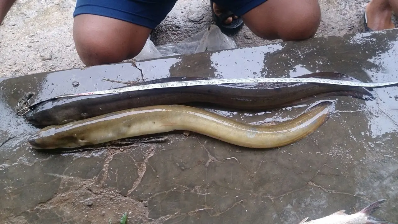 Mengenal Sidat, Ikan yang Tak Kalah Bergizi dari Salmon