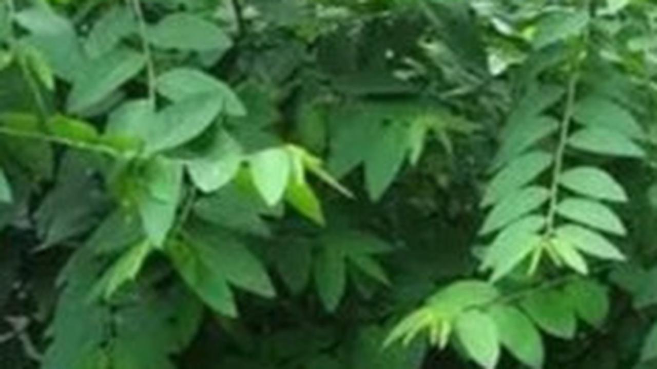 Dengan memahami potensi kesehatan daun katuk dan mengonsumsinya secara bijak, Anda dapat menikmati manfaatnya tanpa risiko yang tidak perlu.&nbsp;