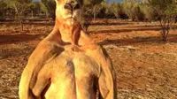 Dengan badan yang seperti petinju, Anda patut berhati-hati dengan kangguru ini
