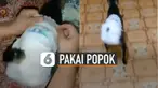 Ternyata tidak hanya manusia saja yang dapat menggunakan popok. Tetapi hewan pun bisa seperti kucing ini yang mengalami diare.