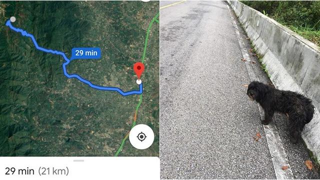 Bikin Haru, Anjing Ini Setia Tunggu Majikan di Tempat Ia Ditinggal