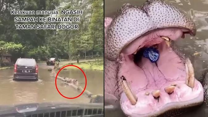 Viral Kuda Nil di Taman Safari Diberi Makan Botol Plastik, Ini 3 Faktanya - Hot Liputan6.com
