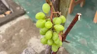 6 Jenis Anggur yang Mudah Berbuah dan Cocok di Iklim Tropis, Jadi Rekomendasi Berkebun