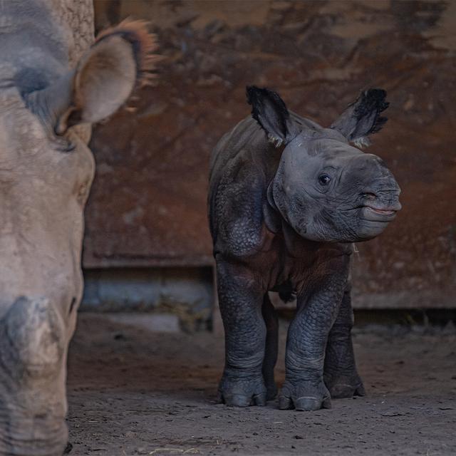 Potret putri setengah ton badak Asha tengah bedampingan dengan sang induk.di Chaster Zoo, Oktober 2022. (Dok. Cahster Zoo)