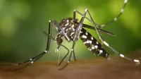 Kasus Dengue atau DBD di Indonesia semakin meningkat, karena adanya peralihan musim kemarau ke musim hujan. Credits: pexels.com by Pixabay