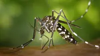 Kasus Dengue atau DBD di Indonesia semakin meningkat, karena adanya peralihan musim kemarau ke musim hujan. Credits: pexels.com by Pixabay