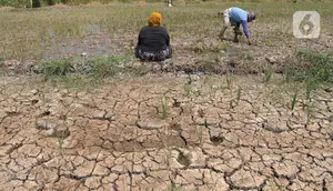 Kondisi tanah yang pecah-pecah saat petani melakukan penanaman bibit padi pada area persawahan kering di Desa Muara Bakti, Kampung Muara Sepak, Babelan, Bekasi, Jawa Barat, Selasa (5/9/2023). (merdeka.com/Imam Buhori)