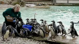 Seorang pekerja menghitung di samping kandang penguin selama sensus hewan tahunan di London Zoo, 7 Februari 2018. Para penjaga memancing beberapa binatang dengan makanan supaya mau keluar dari kandangnya. (AP/Matt Dunham)