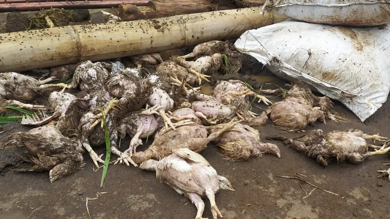 Bangkai unggas ayam yang menjadi korban sapuan banjir bandang di Kecamatan Karangtengah, Garut, Jawa Barat.