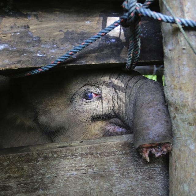 Headline Lagi Anak Gajah Mati Mengenaskan Negara Perlu Serius Urus Satwa Liar Regional Liputan6 Com
