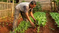 21 Tanaman Sayur yang Cocok Ditanam di Tanah Merah, Lengkap Strateginya