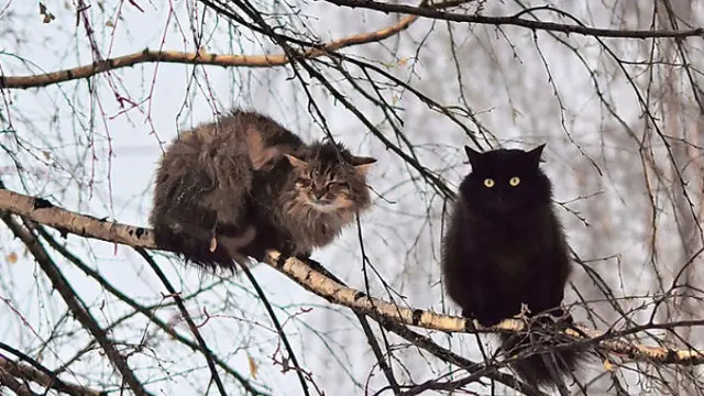 Gemas, 8 Potret Kucing Bertengger di Dahan Pohon Dikira Burung