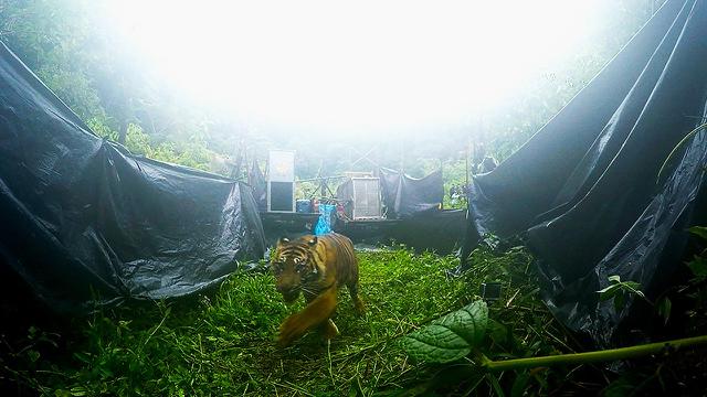 Perjalanan 8 Jam untuk Melepas Sepasang Harimau Sumatera Bersaudara