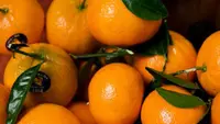 9 Jenis Jeruk Mandarin Populer di Indonesia: Pilihan Manis untuk Setiap Selera