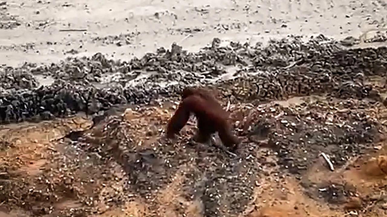 Bangkai Orangutan Tapanuli Ditemukan Pascabanjir, Diduga Terbawa Arus Sungai