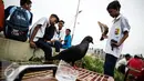 Beberapa anak melatih burung merpatinya untuk adu ketangkasan di Sunter, Jakarta, Selasa (29/11). Permainan kolongan banyak digemari masyarakat sebelum mengikuti kejuaraan daerah maupun nasional. (Liputan6.com/Faizal Fanani)