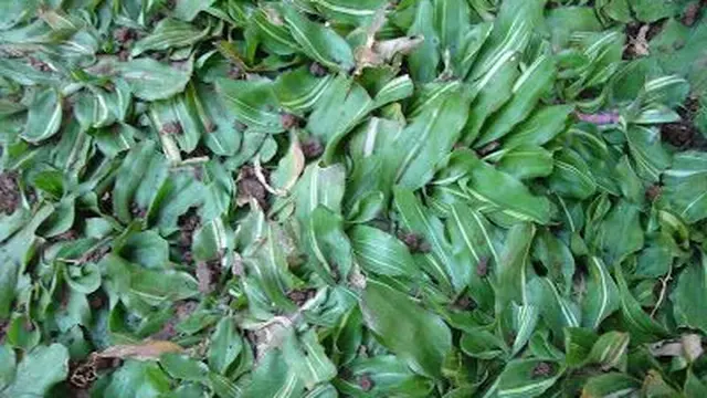 Rumput Gajah Mini