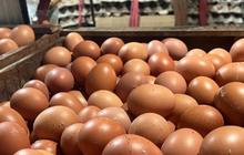 Program MBG Bisa Jadi Solusi Bantu Peternak soal Overproduksi Telur Ayam Ras