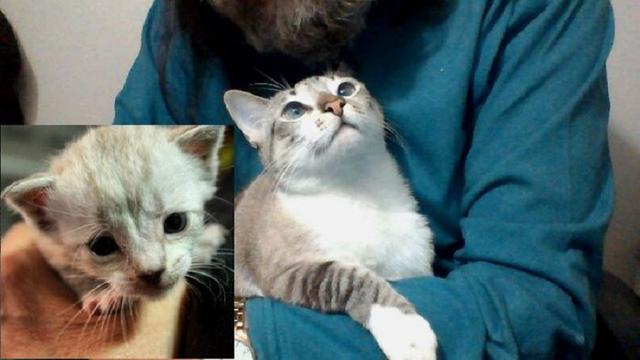 perbandingan hewan setelah dirawat manusia