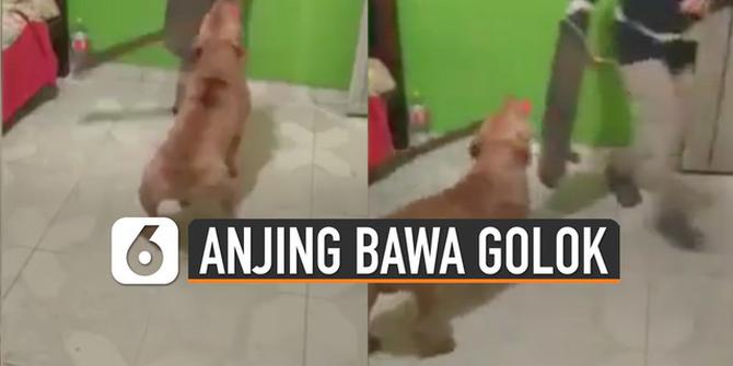 VIDEO: Serem! Anjing Ini Pintar Pakai Golok Buat Takuti Manusia