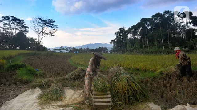 Musim Hujan, Harga Gabah di Tingkat Petani Naik