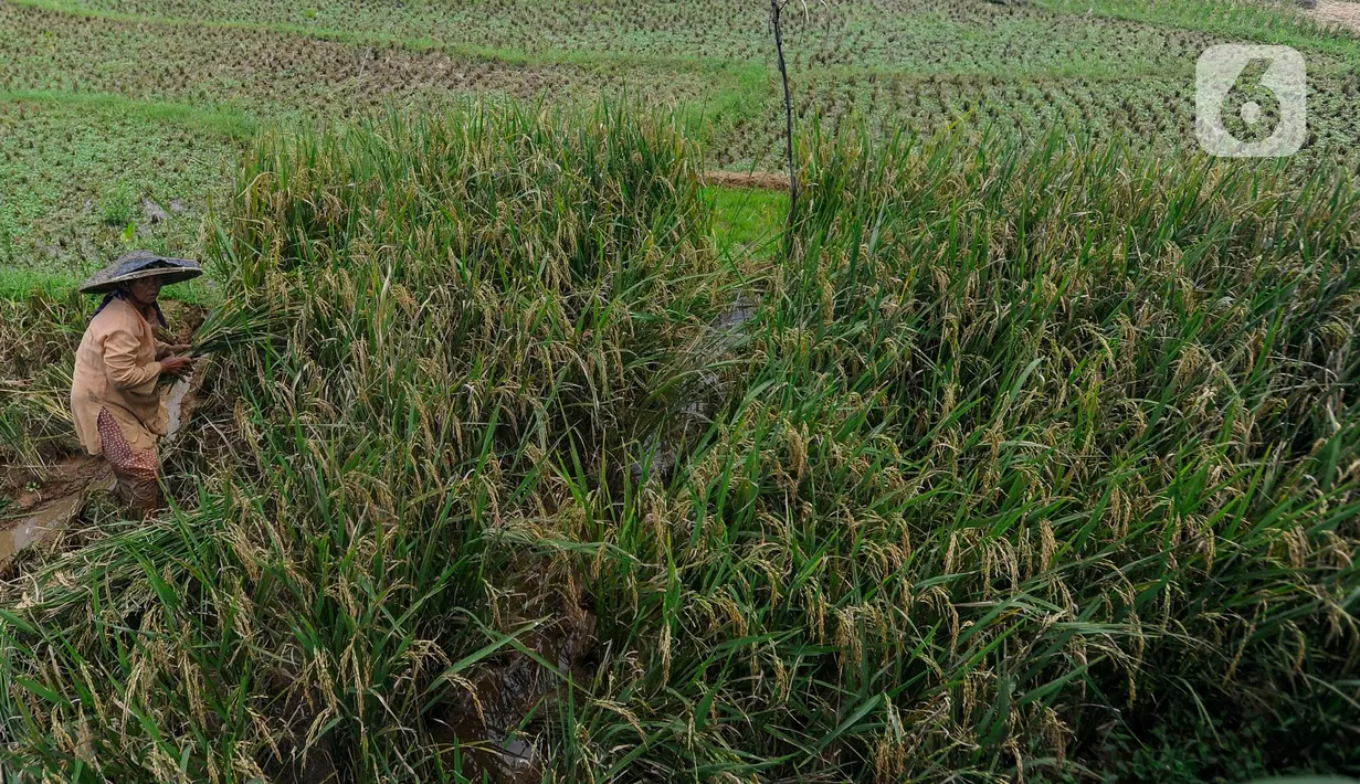 Petani memanen padi jenis baligo di sawahnya kawasan Sukamakmur, Bogor, Jawa Barat, Sabtu (27/04/2024). (merdeka.com/Arie Basuki)