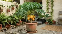 Cara Menanam Pepaya dalam Pot agar Cepat Berbuah, Solusi Kebun Mini