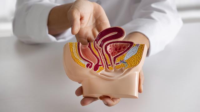 Ilustrasi organ manusia, organ ekskresi