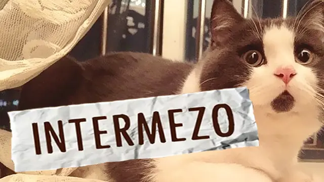 INTERMEZO : Kucing Yang Selalu Terkejut
