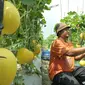 Petani binaan Ewindo memanen buah melon premium Stella F1 di Teluk Naga, Tangerang, Kamis (20/4). Dengan teknik budidaya tanaman hortikultura berkualitas tinggi, melon tersebut dapat mengakses pasar-pasar modern di Ibu Kota. (Liputan6.com/Helmi Afandi)