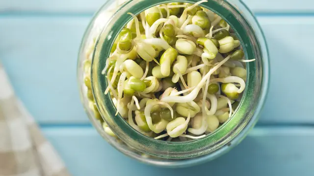 kecambah kacang hijau