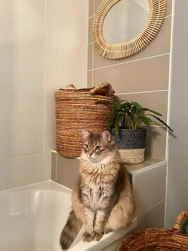 Ilustrasi kucing di kamar mandi