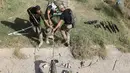 Tiga anggota pasukan Irak menyeret jenazah militan ISIS yang akan dimakamkan di Karamah, selatan Mosul, Irak, (11/11). (REUTERS/Goran Tomasevic)