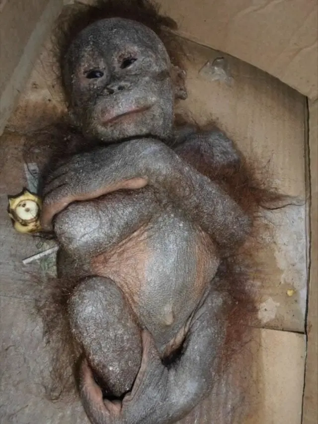 Tak Hanya Cantik, Ini Aksi Bunga Jelitha Lakukan Penyelamatan Orangutan