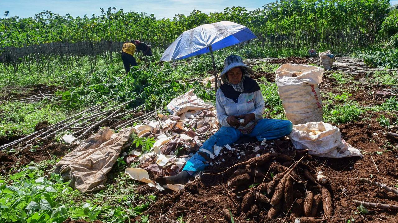 Petani menjerit harga singkong anjlok