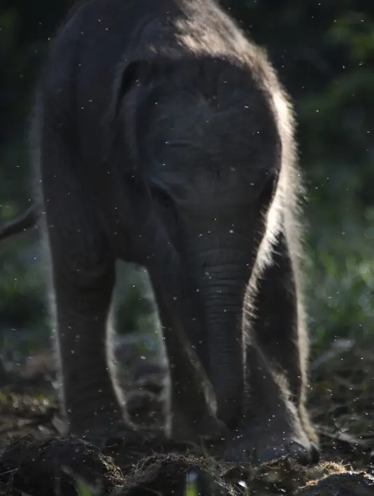 Bayi gajah sumatera yang baru lahir  berjalan usai menyusui dengan ibunya bernama Suci (30 tahun) untuk menyusui di Unit Respons Konservasi Alue Kuyun di Meulaboh, provinsi Aceh (27/7/2019). Hingga saat ini, bayi gajah tersebut belum diberi nama. (AFP Photo/Chaideer Mahyuddin)