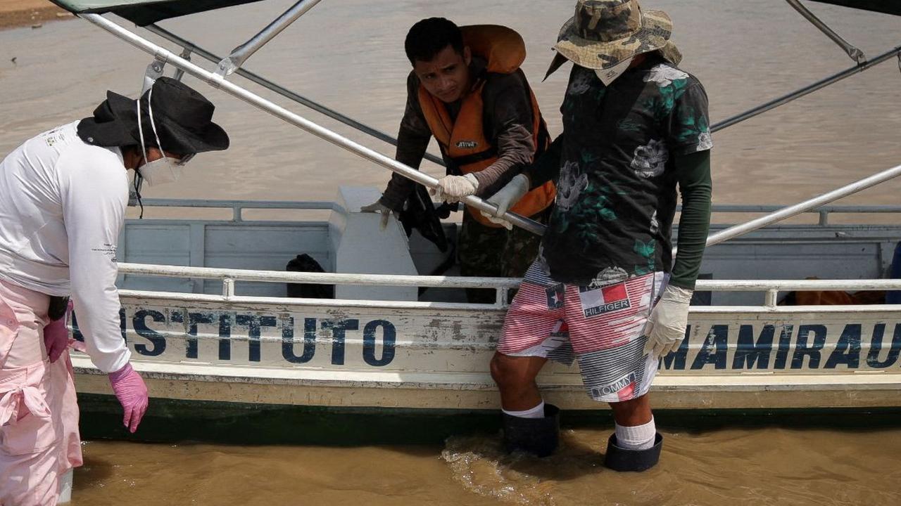 Sementara itu, aktivis lingkungan menyalahkan kondisi ini pada perubahan iklim, yang berakibat pada kekeringan dan gelombang panas. Peran El Nino juga bisa menjadi penyebab lumba-lumba itu mati.<br>