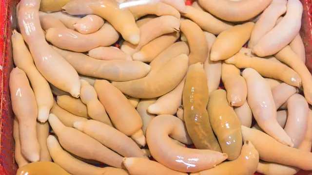 Ikan Penis