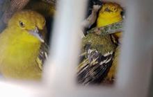 Trivia: 18 Ekor Satwa Dilindungi! Karantina Lampung Gagalkan Penyelundupan Burung Lampung 282 Ekor ke Jawa