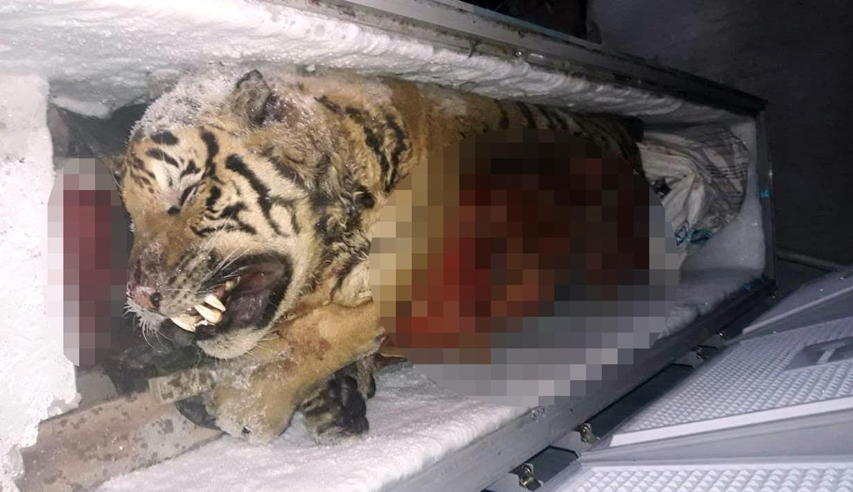 Bangkai seekor harimau yang tersimpan di dalam freezer atau mesin pembeku di sebuah rumah di Provinsi Nghe An, Vietnam, (20/3). Lima bangkai harimau jenis Indochina tersebut telah disita aparat kepolisian setempat. (AFP/STR)