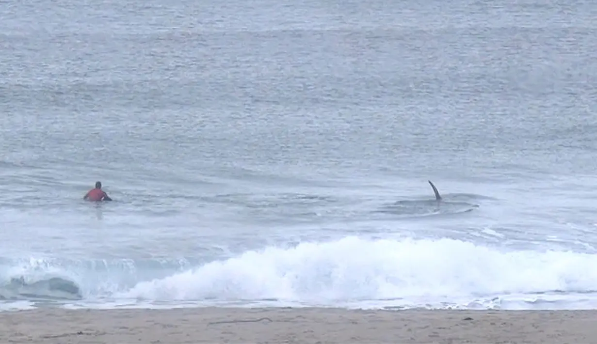Pada potongan video memperlihatkan paus pembunuh (orca) melewati peselancar Afsel, Shanon Ainsle di tengah kejuaraan selancar di Unstad, Norwegia, Sabtu (23/9). Para peselancar pun dengan cepat berlarian ke pantai. (HO/LOFOTEN MASTERS 2017/AFP)