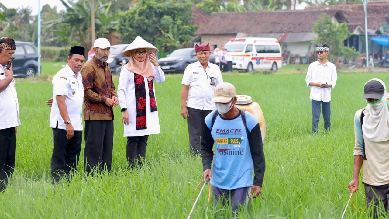 Sejalan dengan Swasembada Pangan Presiden Prabowo, Produksi Beras Banyuwangi Surplus 159 Ribu Ton