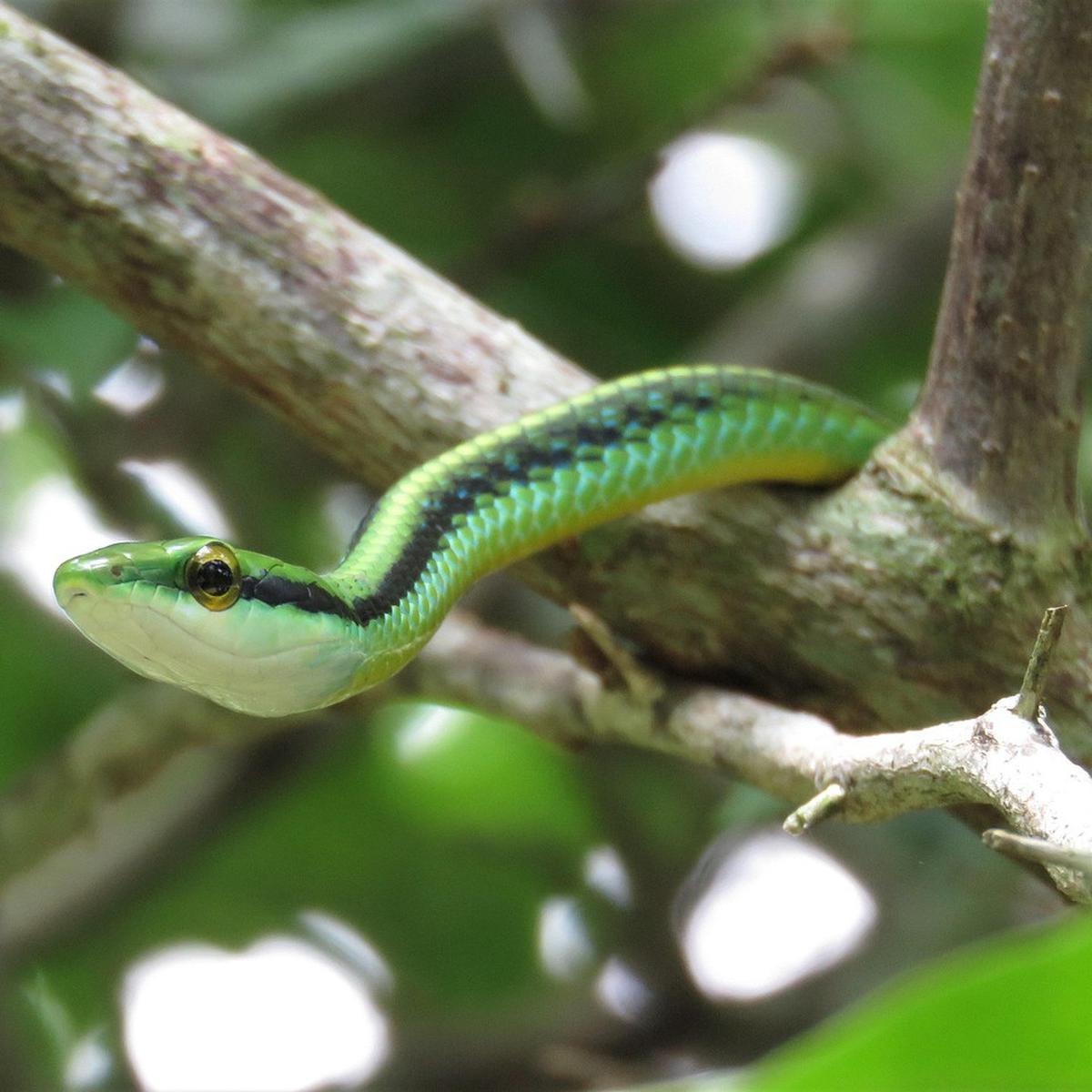 Leptophis, Green snake, Vine snake image.