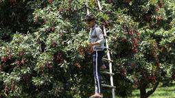 Seorang anak laki-laki memetik lengkeng dari pohon di sebuah kebun di pinggiran Jammu, India, Sabtu, 19 Juni 2021. Lengkeng dikenal sebagai buah yang menyejukkan di cuaca panas dan sangat diminati di musim panas. (AP Photo/ Channi Anand)