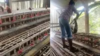 Ayamnya Terus Berkurang, Peternak Kaget Temukan Ular Piton Bersarang di Kandang Ayam (Sumber: TikTok/@echa_363)