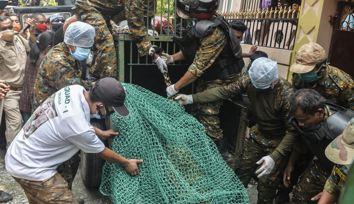 Penjaga hutan menangkap macan tutul liar di daerah permukiman di desa Samarnagar di pinggiran Siliguri, negara bagian Bengal Barat, India pada Senin (17/5/2021). Macan tutul liar itu diduga tersesat hingga masuk ke pemukiman penduduk. (Photo by DIPTENDU DUTTA / AFP)